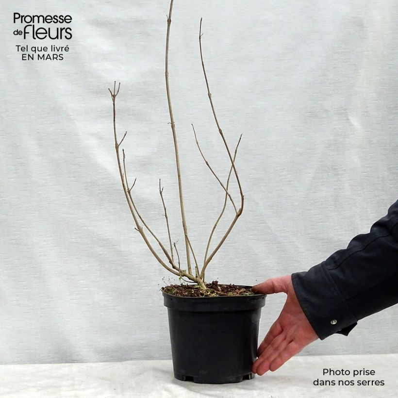 Callicarpa kwangtungensis Maceta 2L/3L Ejemplar entregado en la primavera