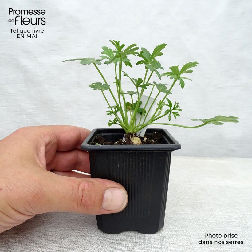 Callirhoe involucrata Maceta de 8/9 cm Ejemplar entregado en la primavera