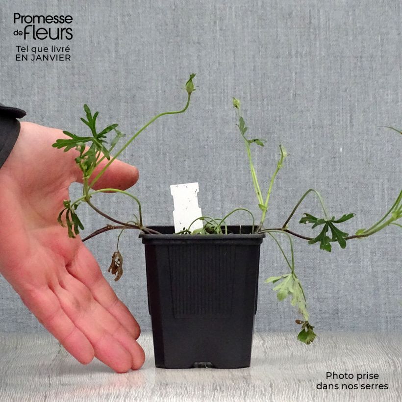 Callirhoe involucrata Maceta de 8/9 cm Ejemplar entregado en invierno