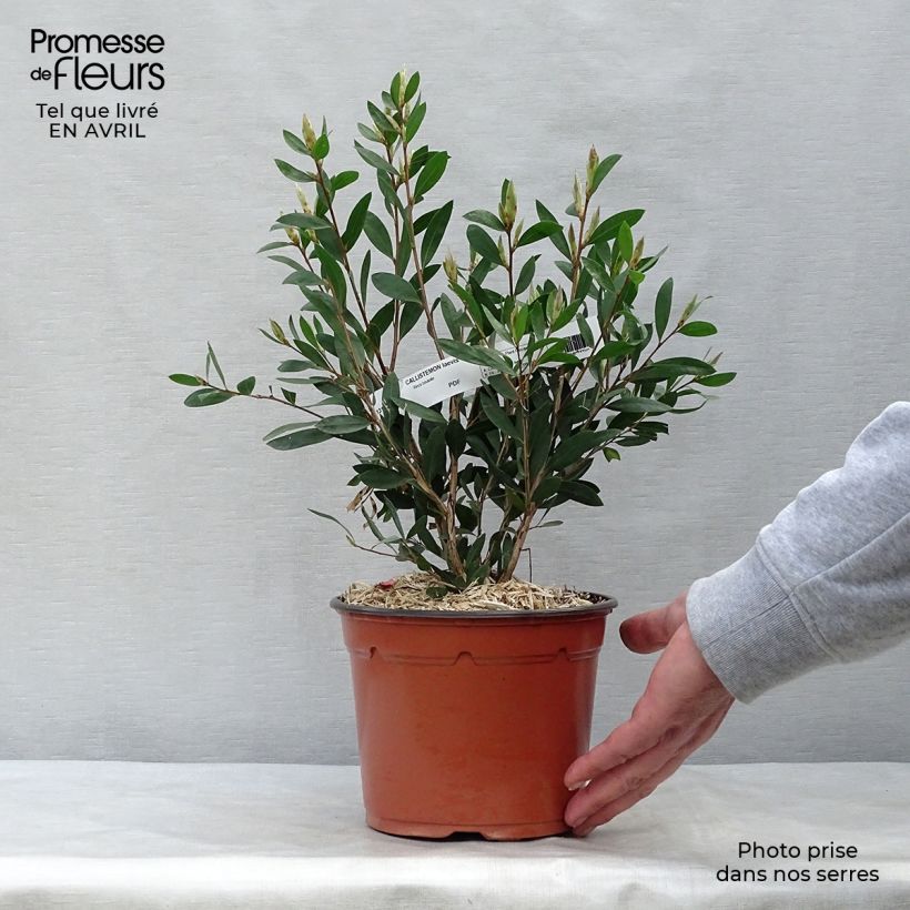 Limpiatubos - Callistemon laevis Maceta 1,5L/2L Ejemplar entregado en la primavera