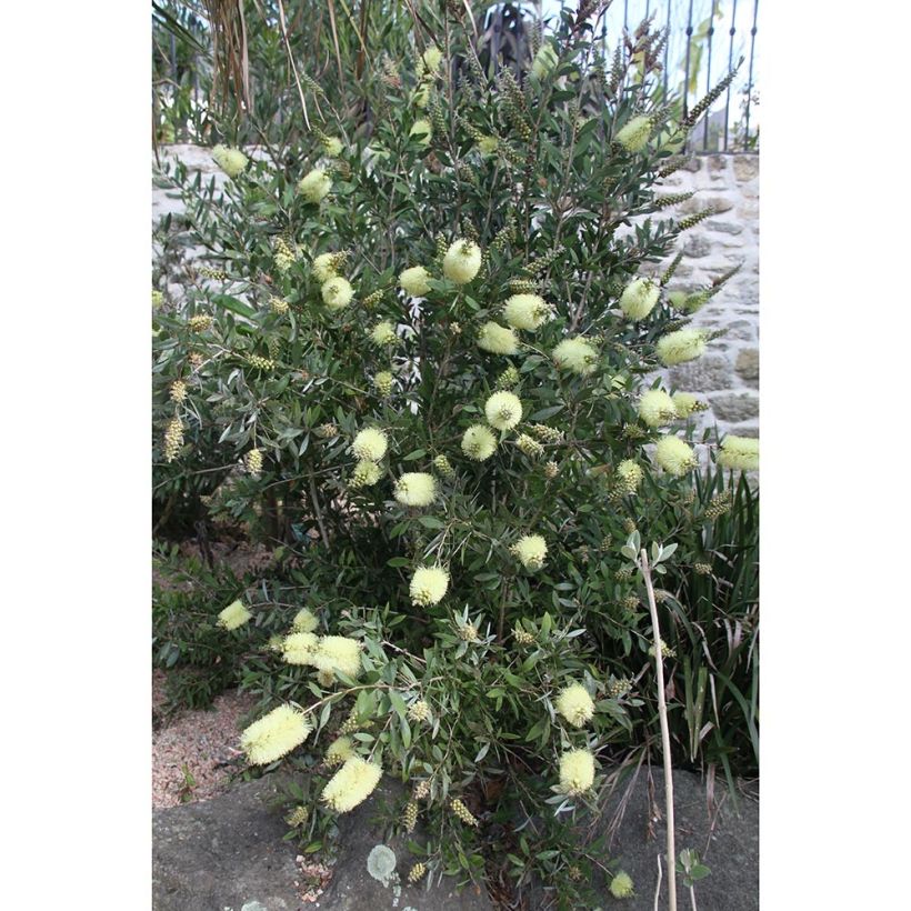 Escobillón rojo Albus - Callistemon citrinus (Porte)