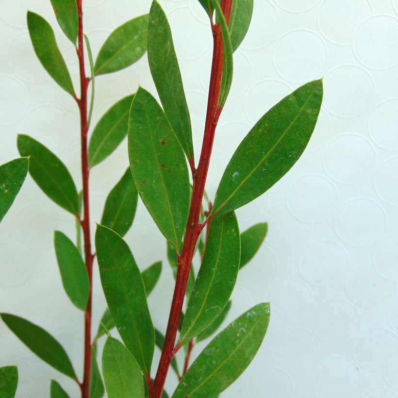 Escobillón rojo Burgundy - Callistemon citrinus (Follaje)