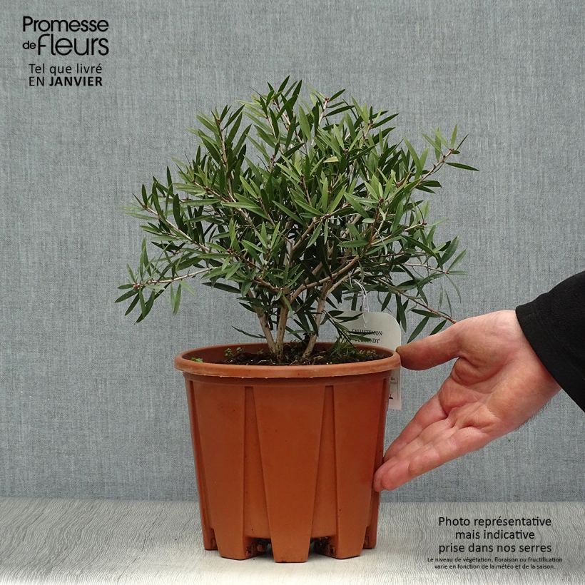 Escobillón rojo Burgundy - Callistemon citrinus Maceta 3L/4L Ejemplar entregado en invierno