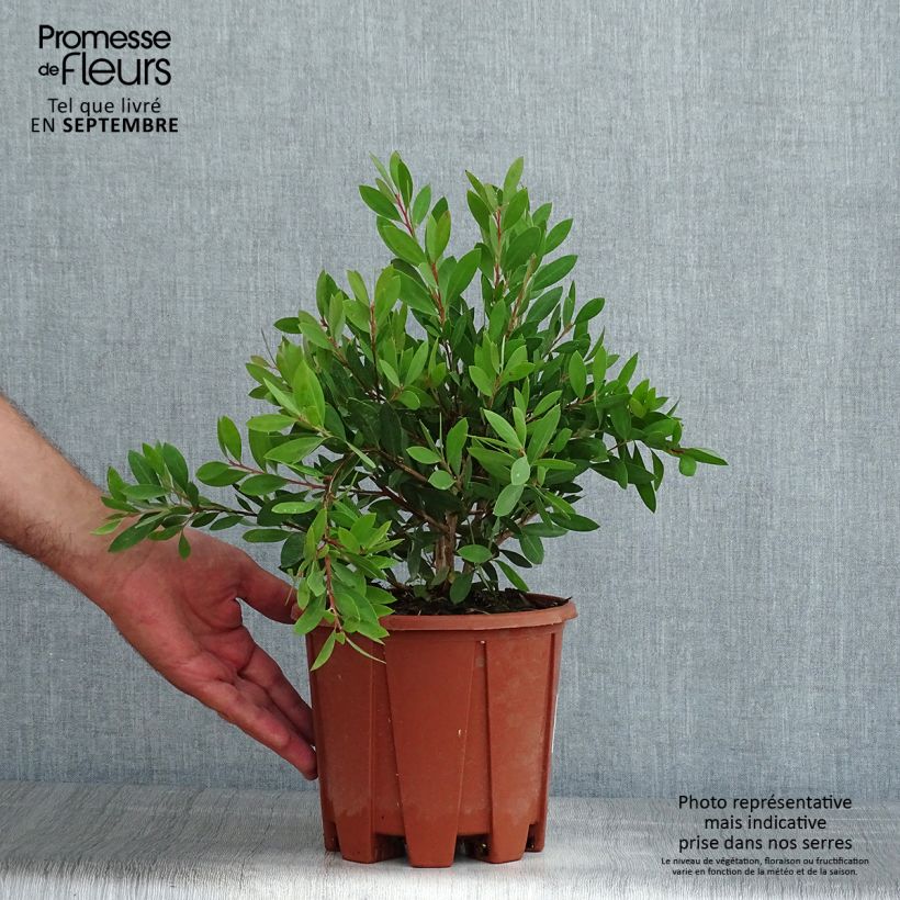 Ejemplar de Escobillón rojo Mauve Mist - Callistemon citrinus Maceta 3L/4L, Formación arbustiva entregado en verano