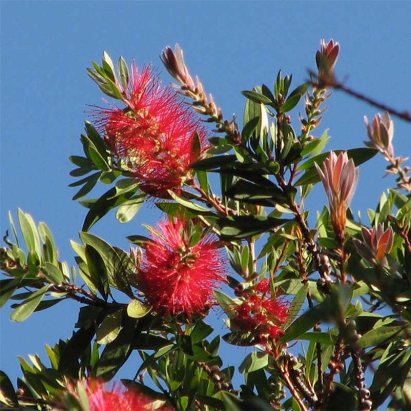 Escobillón rojo Splendens - Callistemon citrinus (Floración)