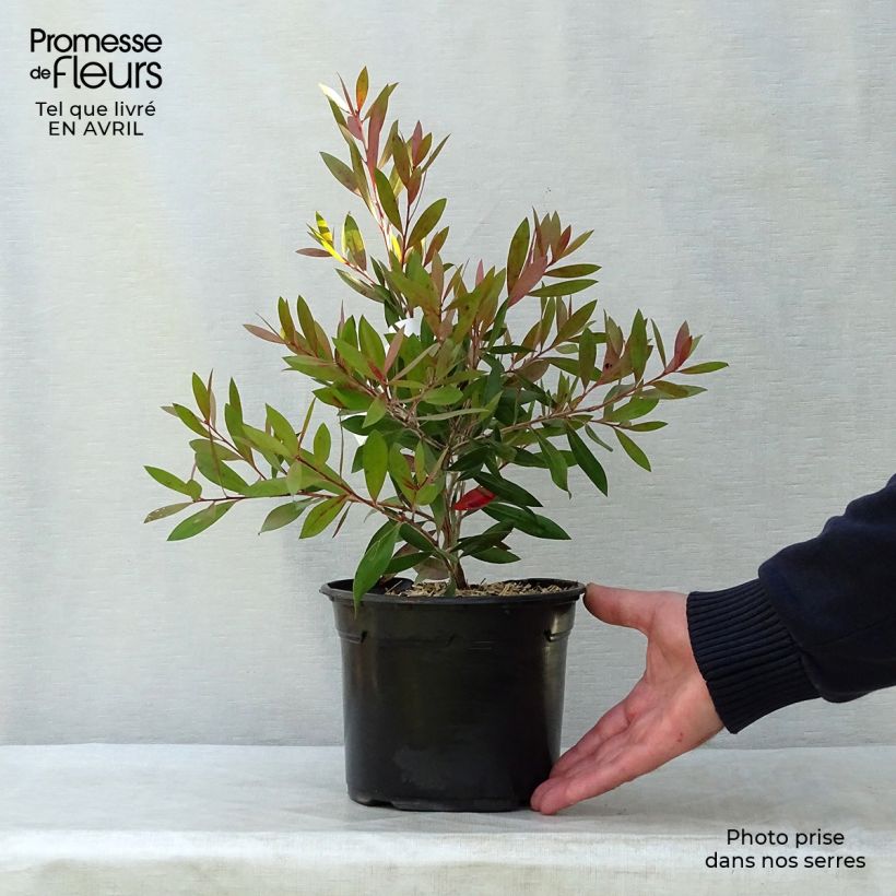 Escobillón rojo Splendens - Callistemon citrinus Maceta 2L/3L Ejemplar entregado en invierno