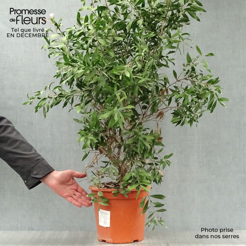 Escobillón rojo Splendens - Callistemon citrinus Maceta 7,5L/10L Ejemplar entregado en invierno