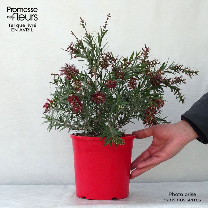 Callistemon masotti Mini Red - Limpiatubos Maceta 3L/4L, Formación arbustiva Ejemplar entregado en la primavera