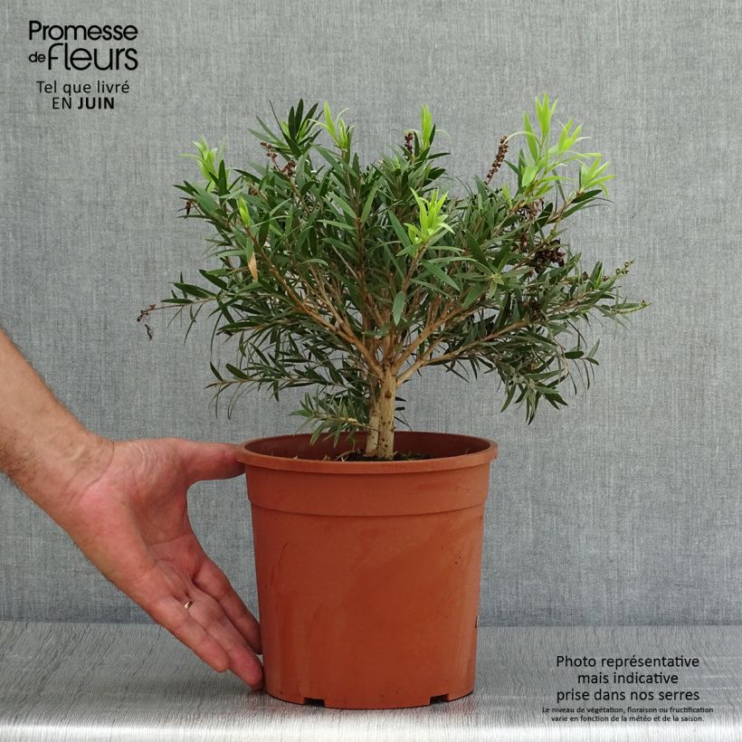 Ejemplar de Callistemon masotti Mini Red - Limpiatubos Maceta 3L/4L, Formación arbustiva entregado en verano