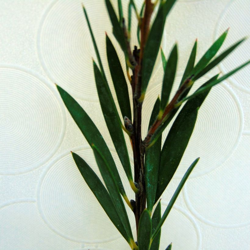 Callistemon rigidus - Limpiatubos (Follaje)