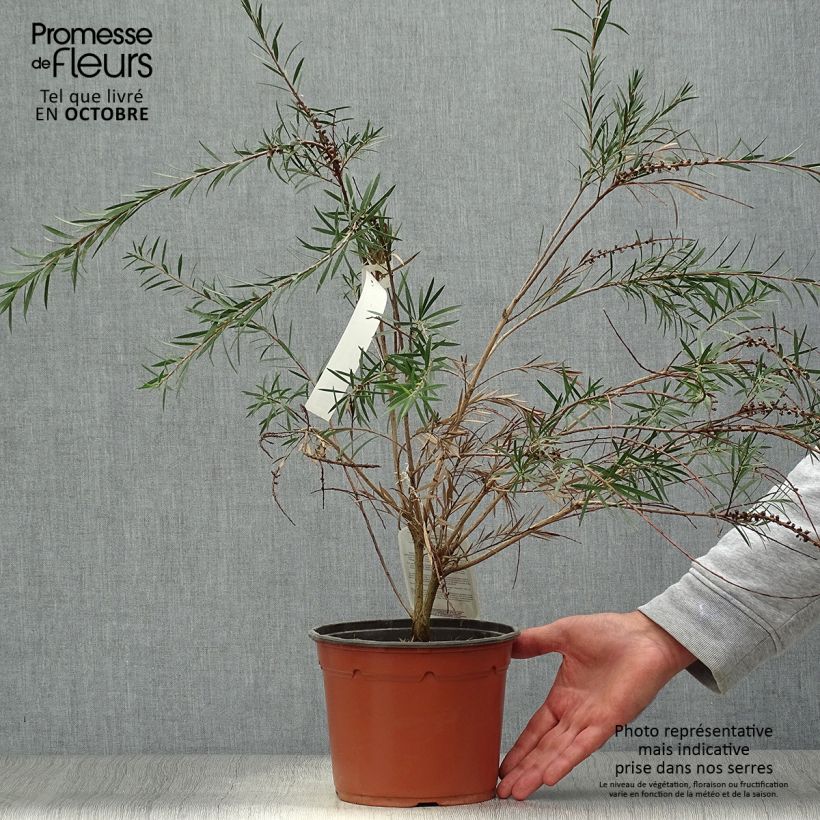 Ejemplar de Callistemon rigidus - Limpiatubos Maceta 2L/3L entregado en otoño