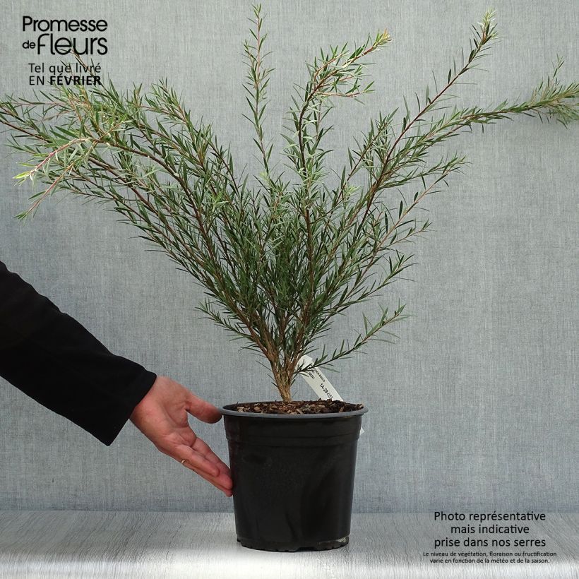 Ejemplar de Callistemon rigidus - Limpiatubos Maceta 4L/5L entregado en otoño