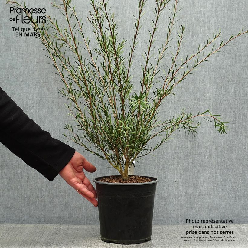 Callistemon rigidus - Limpiatubos Maceta 4L/5L Ejemplar entregado en la primavera
