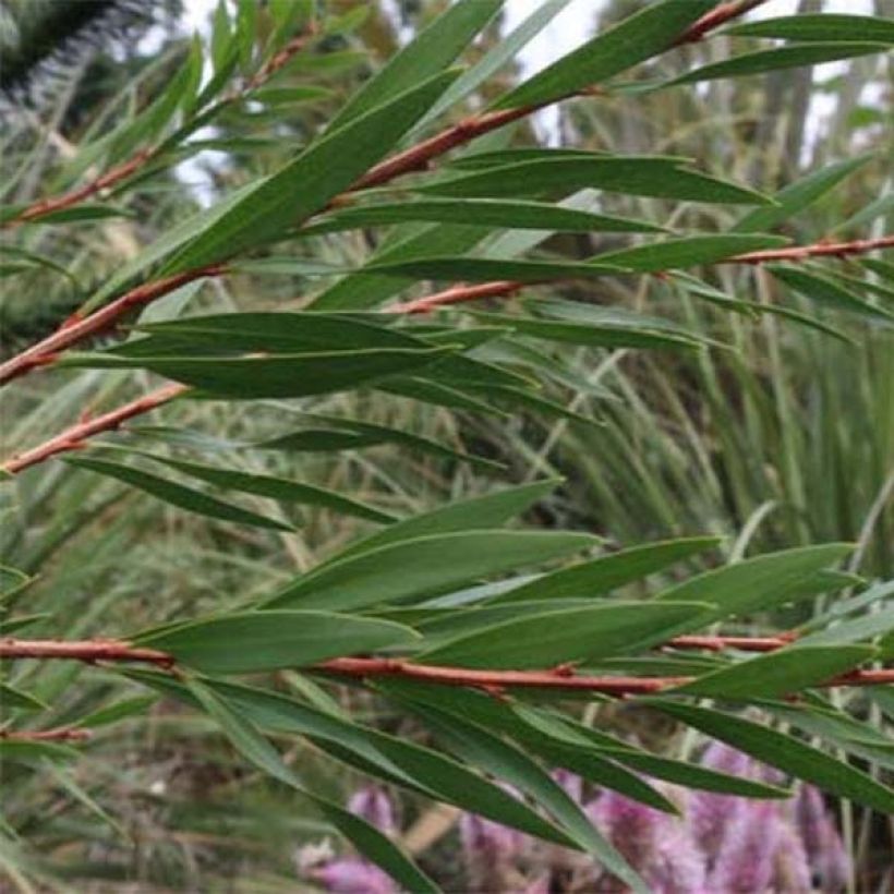 Callistemon salignus White - Limpiatubos (Follaje)