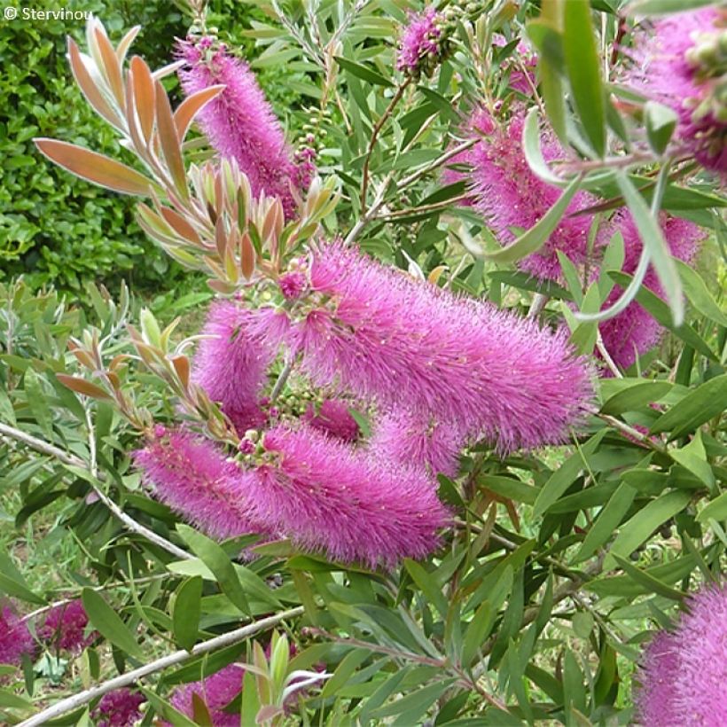 Callistemon salignus Perth Pink - Limpiatubos (Floración)