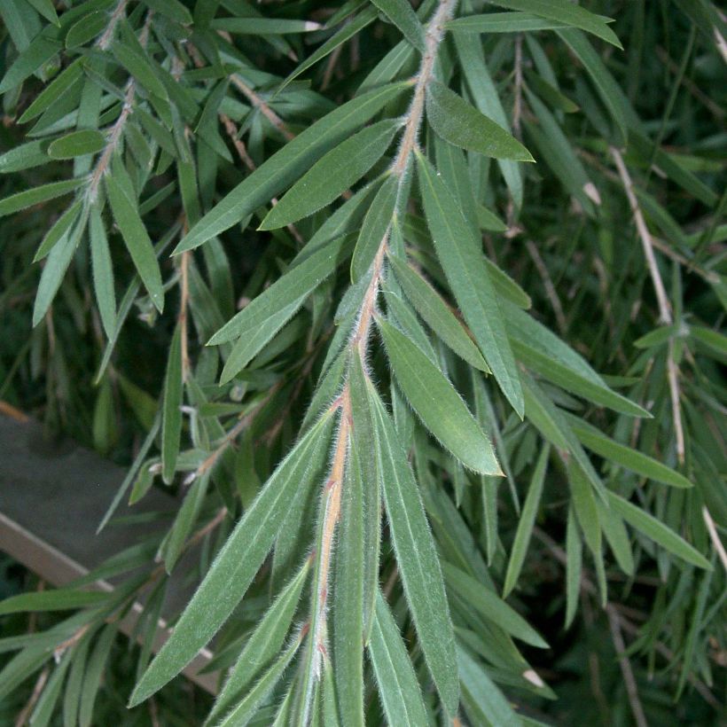 Limpiatubos llorón - Callistemon viminalis (Follaje)