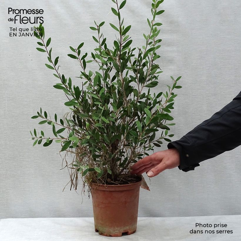 Limpiatubos llorón Bright Pink - Callistemon viminalis Maceta 3L/4L Ejemplar entregado en invierno