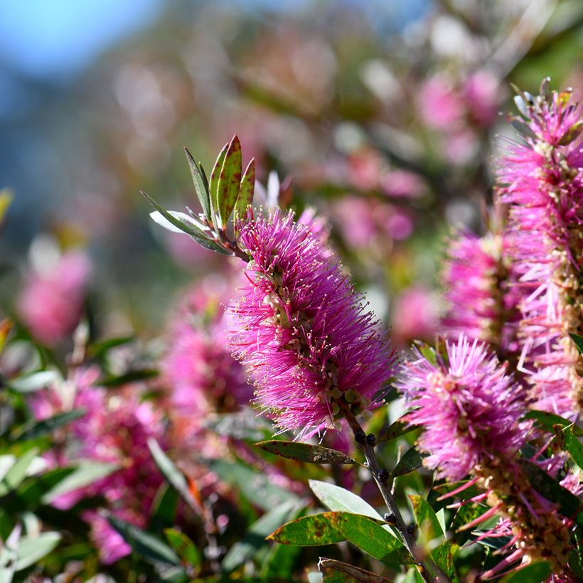 Limpiatubos llorón Bright Pink - Callistemon viminalis (Floración)