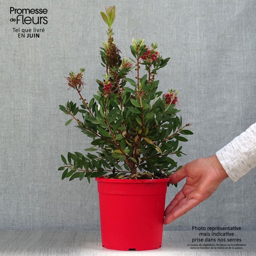 Ejemplar de Limpiatubos llorón Bright Pink - Callistemon viminalis Maceta 3L/4L, Formación arbustiva entregado en verano
