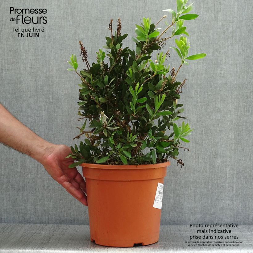 Ejemplar de Limpiatubos llorón Bright Pink - Callistemon viminalis Maceta 7,5L/10L entregado en verano