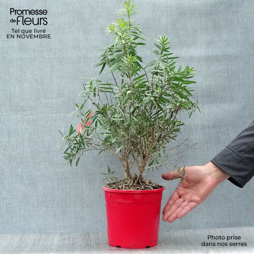 Ejemplar de Limpiatubos llorón Captain Cook - Callistemon viminalis Maceta 2L/3L entregado en otoño