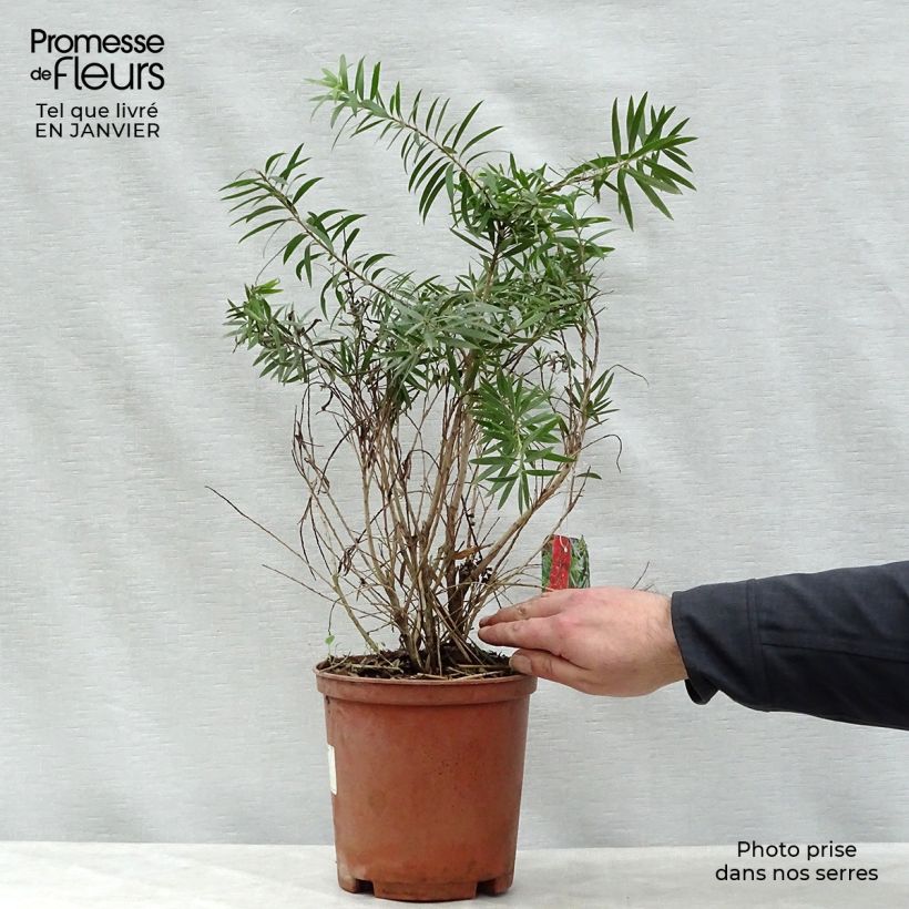 Limpiatubos llorón Captain Cook - Callistemon viminalis Maceta 2L/3L Ejemplar entregado en invierno