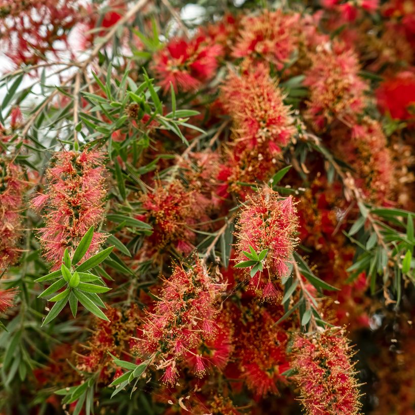 Limpiatubos llorón Captain Cook - Callistemon viminalis (Floración)