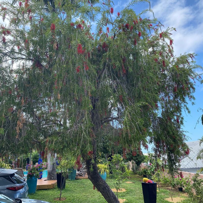 Callistemon viminalis Hannah Ray - Limpiatubos (Porte)