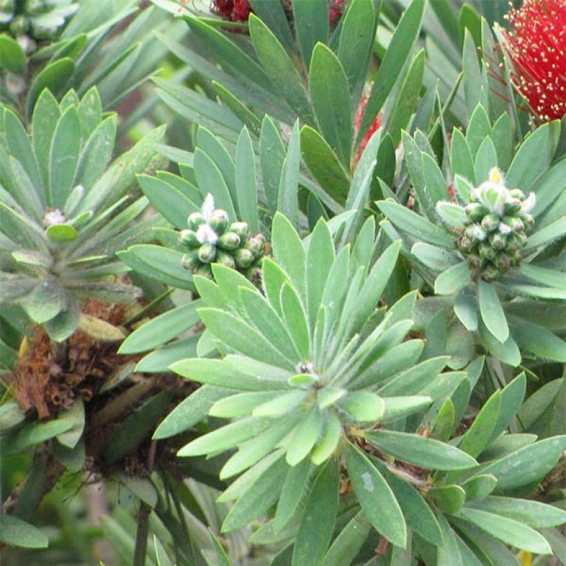 Limpiatubos llorón Hot Pink - Callistemon viminalis (Follaje)