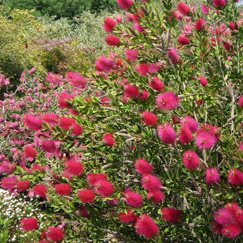 Limpiatubos llorón Hot Pink - Callistemon viminalis (Floración)