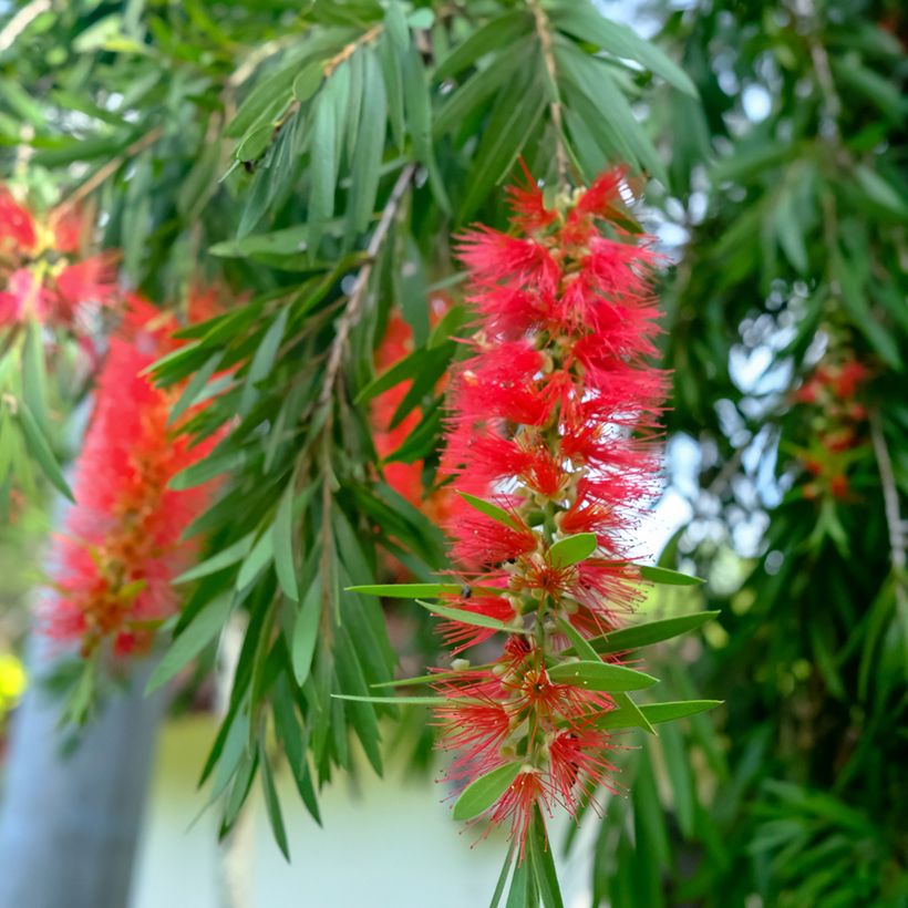 Limpiatubos llorón - Callistemon viminalis (Floración)