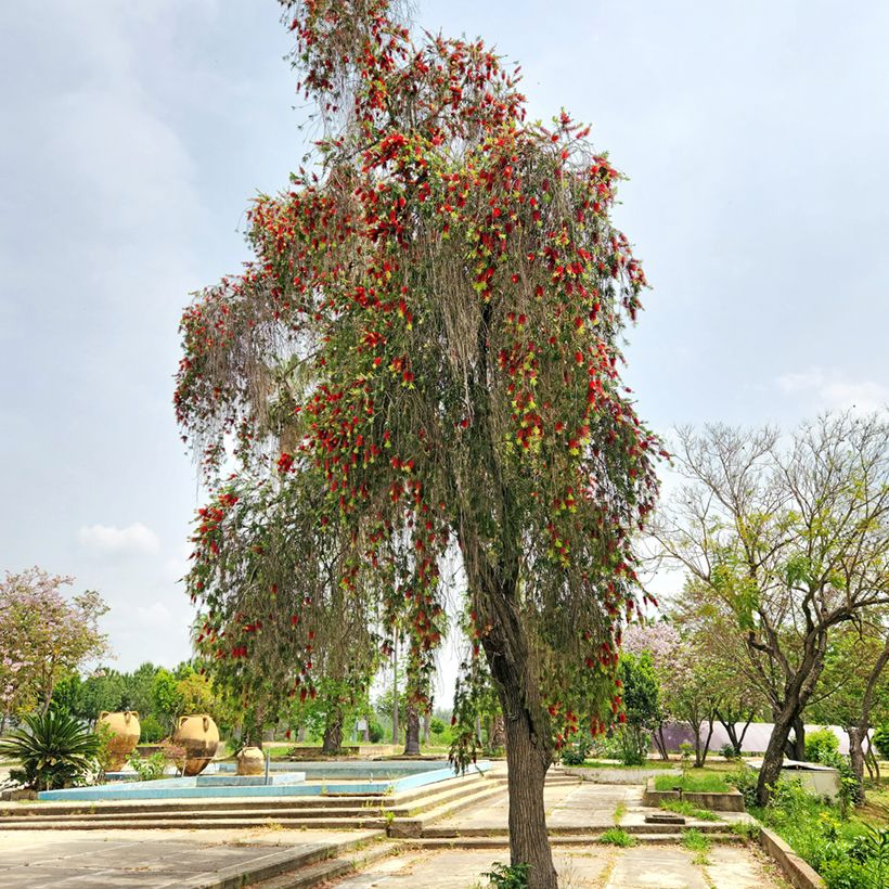 Limpiatubos llorón - Callistemon viminalis (Porte)