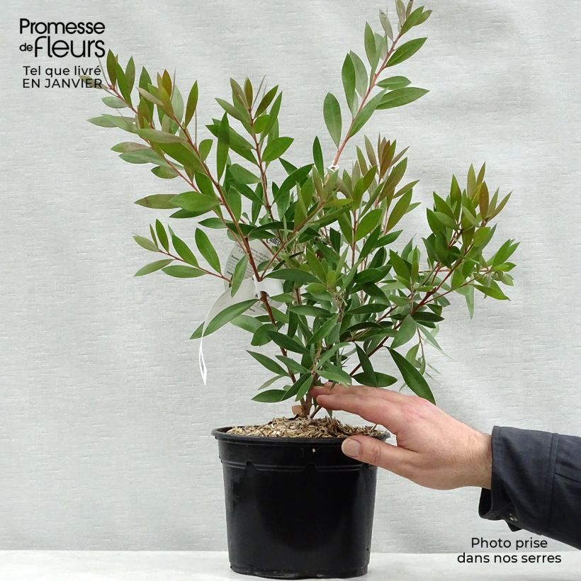 Limpiatubos - Callistemon laevis Maceta 1,5L/2L Ejemplar entregado en invierno