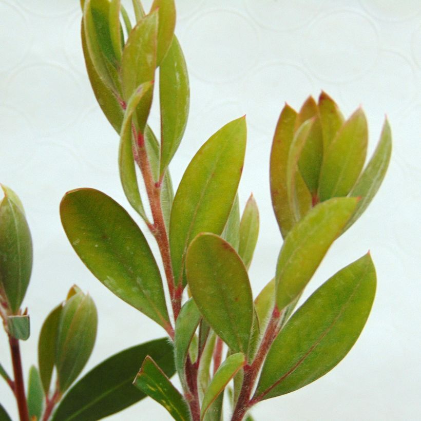 Limpiatubos - Callistemon laevis (Follaje)