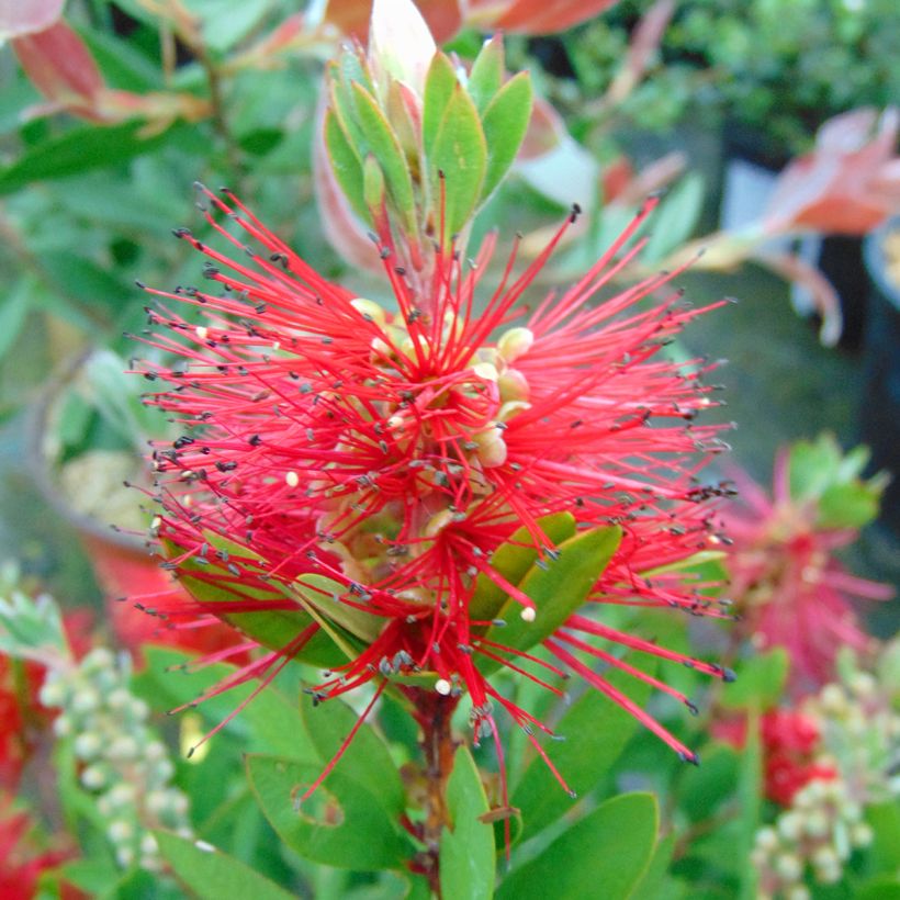 Limpiatubos - Callistemon laevis (Floración)