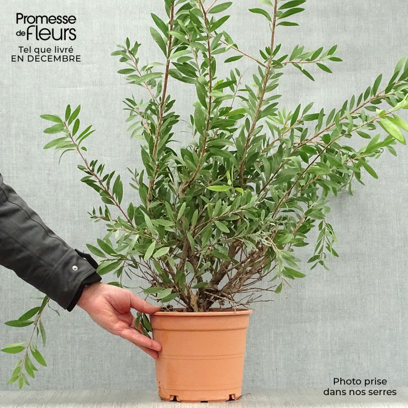 Limpiatubos - Callistemon laevis Maceta 3L/4L Ejemplar entregado en invierno