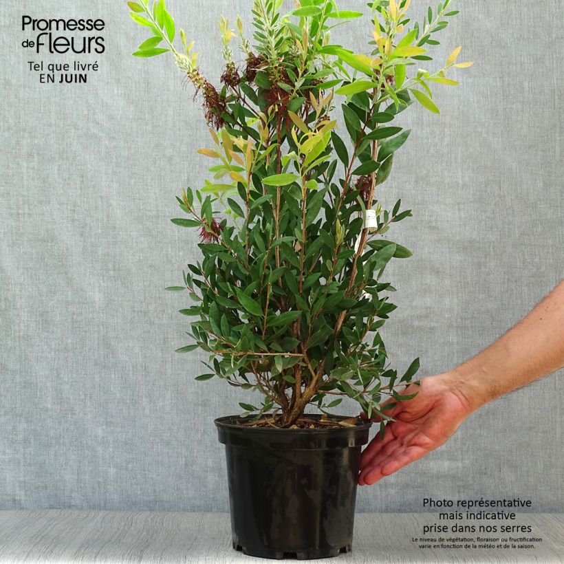 Ejemplar de Limpiatubos - Callistemon laevis Maceta 3L/4L entregado en verano
