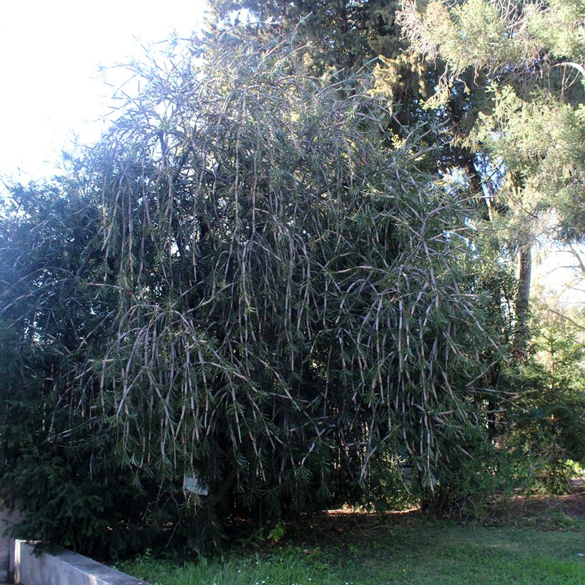 Limpiatubos - Callistemon laevis (Porte)