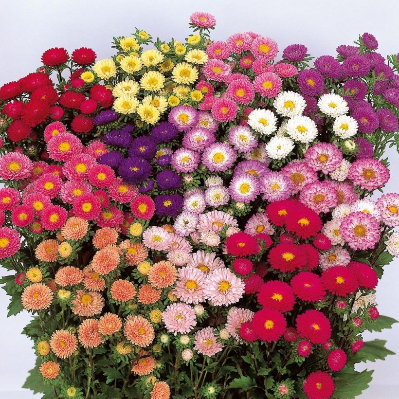 Callistephus sinensis Matsumoto Mix (Floración)