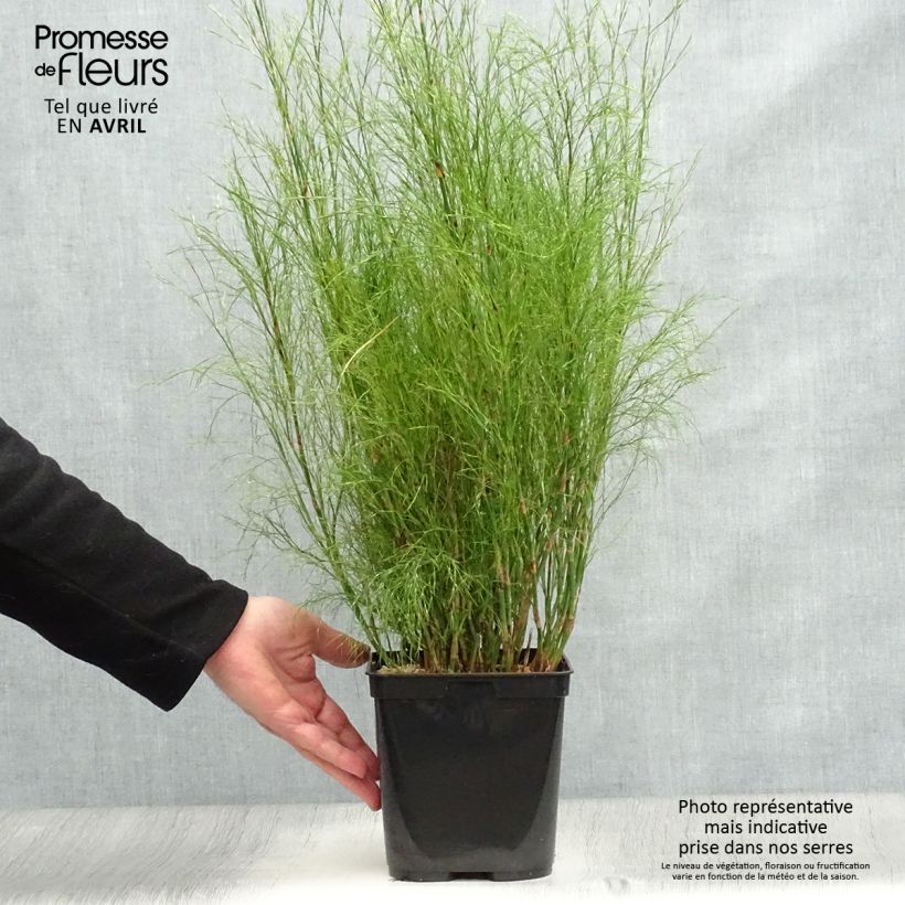 Calopsis paniculata Maceta 2L/3L Ejemplar entregado en la primavera