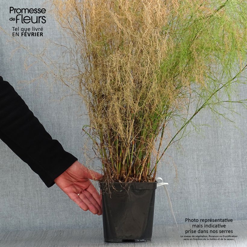 Calopsis paniculata Maceta 2L/3L Ejemplar entregado en invierno