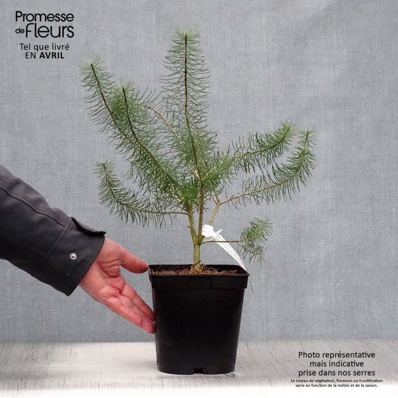 Calothamnus quadrifidus Grey Form Maceta 4L/5L Ejemplar entregado en la primavera