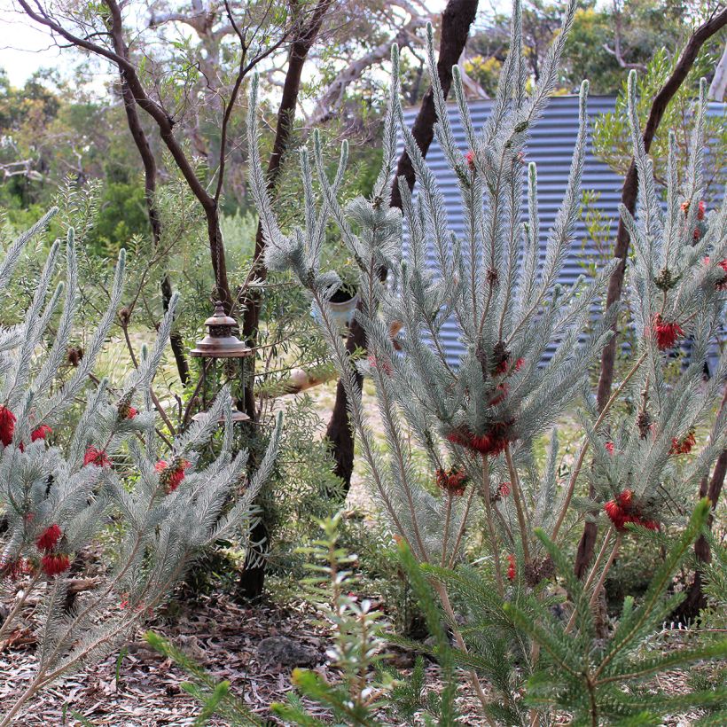 Calothamnus quadrifidus Grey Form (Porte)