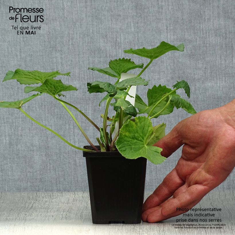 Caltha palustris Plena - Hierba centella Maceta de 8/9 cm Ejemplar entregado en la primavera