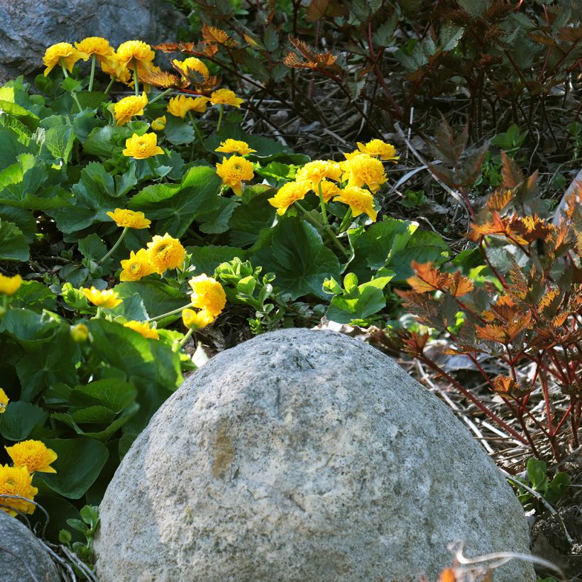 Caltha palustris Plena - Hierba centella (Porte)
