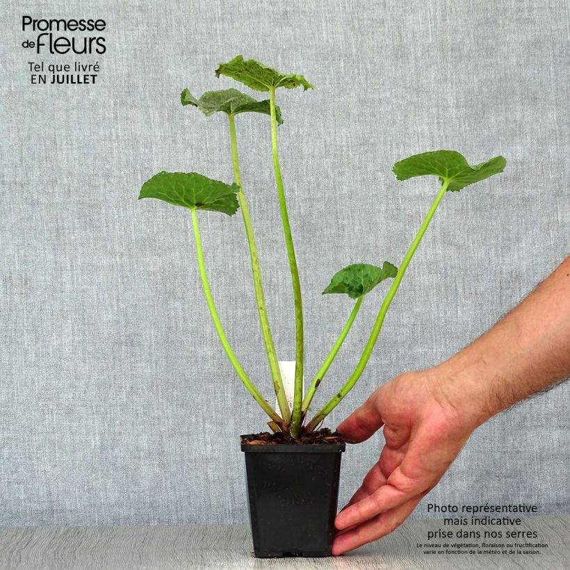 Ejemplar de Caltha palustris Polypetala - Populage - Souci des marais Godet de 8/9 cm entregado en verano