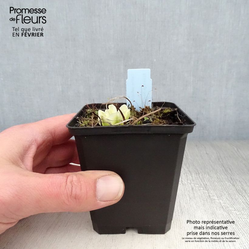 Caltha palustris var. alba - Hierba centella Maceta de 8/9 cm Ejemplar entregado en invierno