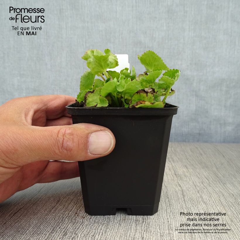 Caltha palustris var. alba - Hierba centella Maceta de 8/9 cm Ejemplar entregado en la primavera