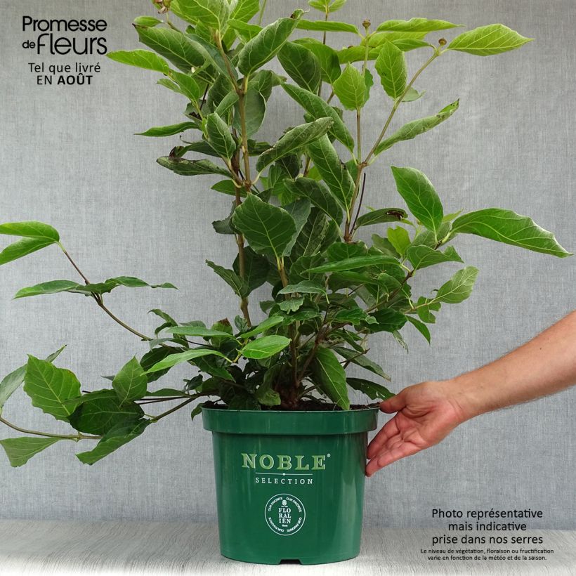 Ejemplar de Calycanthus raulstonii Venus - Árbol de las anémonas Maceta 7,5L/10L entregado en verano