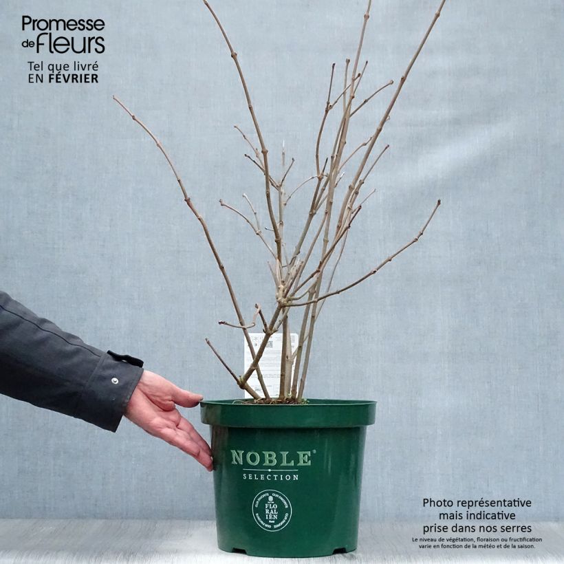 Calycanthus raulstonii Venus - Árbol de las anémonas Maceta 7,5L/10L Ejemplar entregado en invierno